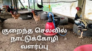 நாட்டு கோழியை  வளர்த்து  அதிக லாபம்|Nattu Kozhi valarpu tamil