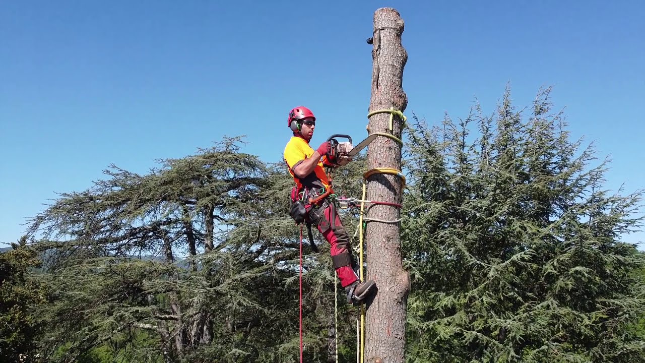 Abbattimento controllato in tecnica di Tree climbing su un cedro secco