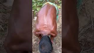 Great technique for removing palm tree roots. #reels #agriculture #vairal #shorts