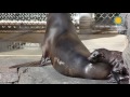 view Sea Lion Pup Debuts at the Smithsonian’s National Zoo digital asset number 1