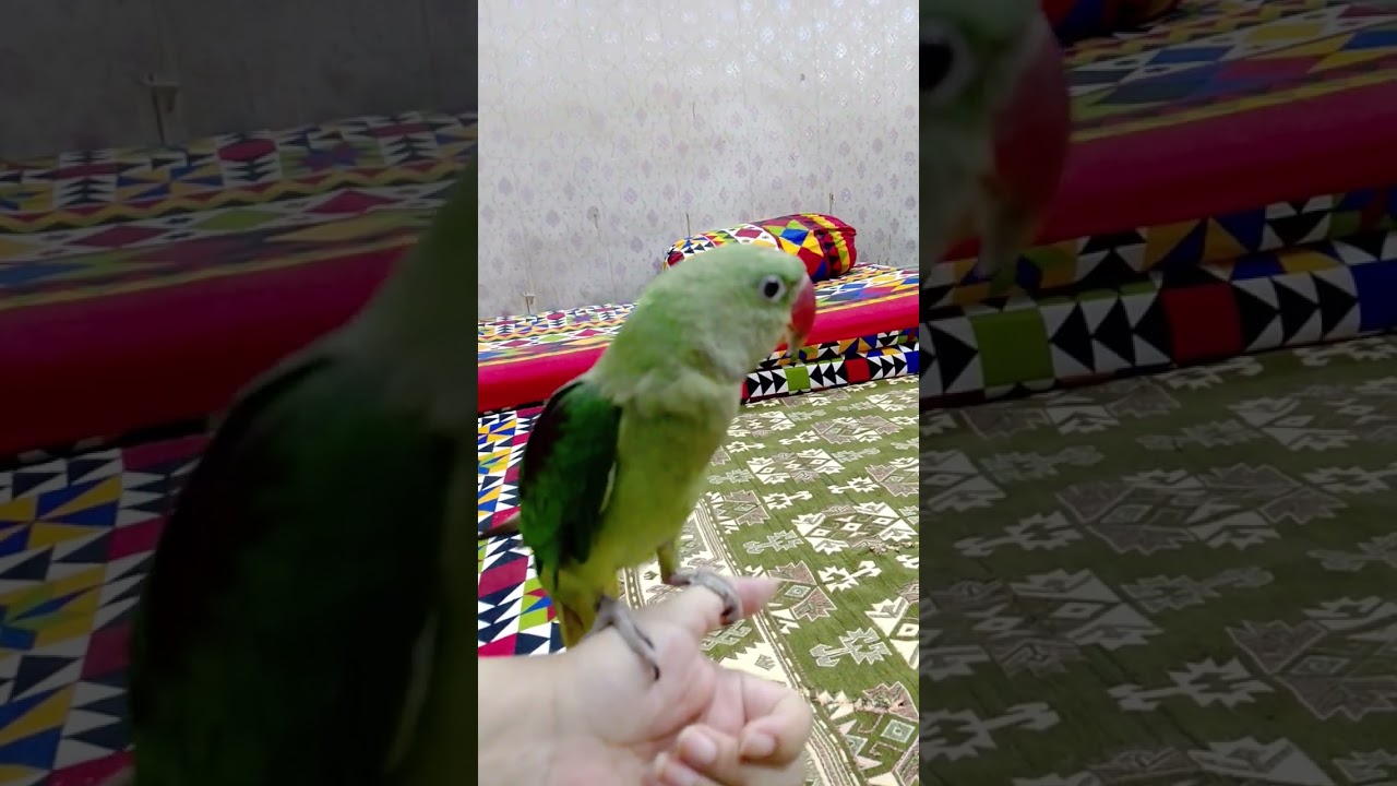 The Infinite Bitcoin Trick Ft WebX (Digital Asset Treasury Company) - YouTube Auto PHP Script