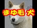 まゆ毛犬 に出会った