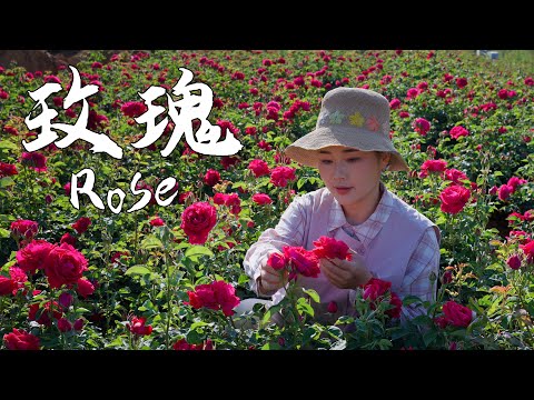 In Yunnan, roses
