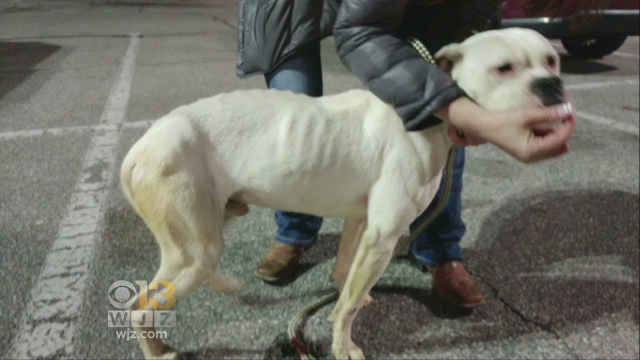 Couple Charged With Animal Cruelty After Dog Had To Be Euthanized - YouTube