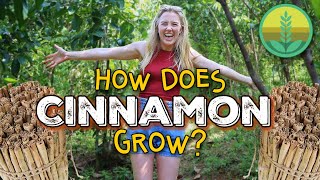 How Does Cinnamon Grow?! | Maddie Moate