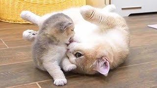 Mother cat loves to talk and hug tightly her tiny kitten Piano