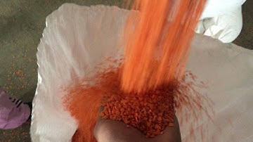 Lentil color sorter machine in pulses plant