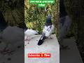 গিরিবাজ #পাইরা #comment #tending #viralshort #vairal #sorts