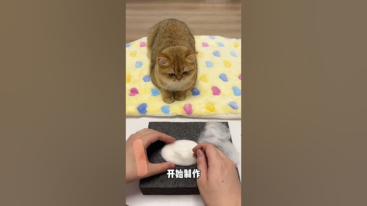 【牛奶是只猫】牛奶和酸奶也有自己的拖鞋了！没想到结尾显眼包的竟然太小