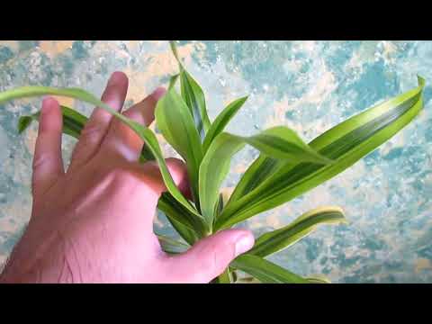 Видео: Драцена (49 снимки): каква е родината на стайно растение и как изглежда? Грижа за цветята у дома