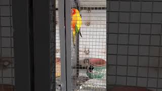 #sunconurebird playing time sun conure#breedinpair sunconure, exotic bird lovers❤️ #birds