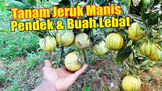 PANEN JERUK MANIS DI LAHAN UMUR  SETAHUN SUDAH BERBUAH LEBAT   Part 2 by INFO RAGAM PERTANIAN 834 views 1 month ago 5 minutes, 9 seconds