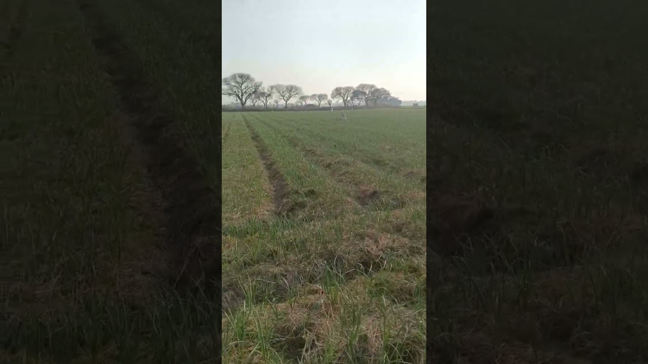 Desi gulabi garlic 🧄 Imran Sohail village kurrar jamu road dalowali Sialkot.