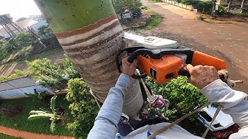 Thạch lộc ninh. cưa cau vua bằng máy stilh ms 250 cực kỳ mạnh.0911003106.0397336494