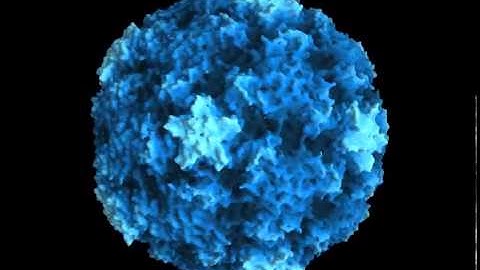 GRASP rendering of rhinovirus B14