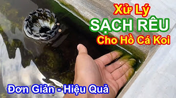Cách Diệt Sạch Rêu Tảo Trong Hồ Cá Koi Đơn Giản Hiệu Quả. Ai Cũng Làm Được #hocakoi #vicakoi