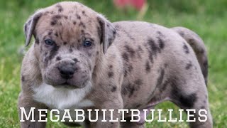American bully puppy by megabuiltbullies by Gods Creations Daily 274 views 1 year ago 1 minute, 7 seconds