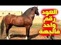 اجي تشوف المصنف الاول في الخيول العربية البربرية في الجهة