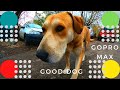 Good boy dog GoPro MAX Хороший мальчик собака कुत्ता 狗 犬 개 الكلب Hund Chien Perro Pets Olya zimina