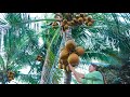 Have you ever seen red coconut jelly pandan leaves taste | Red coconut jelly | Healthy food