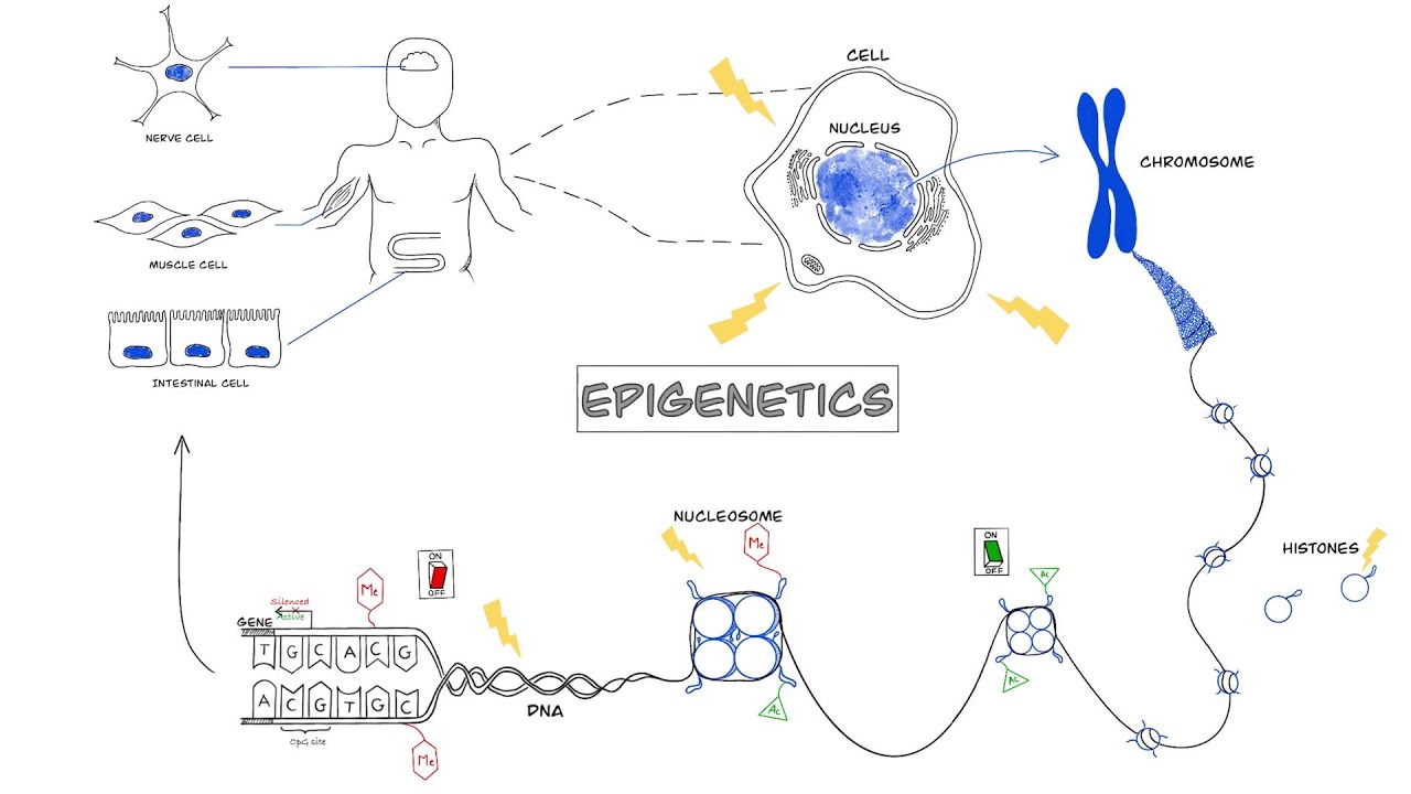 Cancer Epigenetics - Eskeland Lab CanCell - YouTube