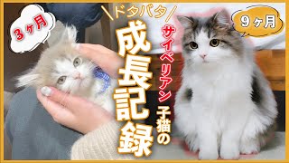 人気急上昇猫種「サイベリアン」のドタバタ成長記録【生後3ヶ月〜9ヶ月】