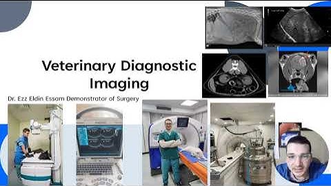 Diagnostic Imaging Revision for Veterinary Students | X Ray, Ultrasound, CT, MRI Explained