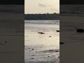 #birds #beautiful #beachvibes #goa #nature #trending #viralshorts #art #music