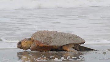 Loggerhead Sea Turtle returning to the water
