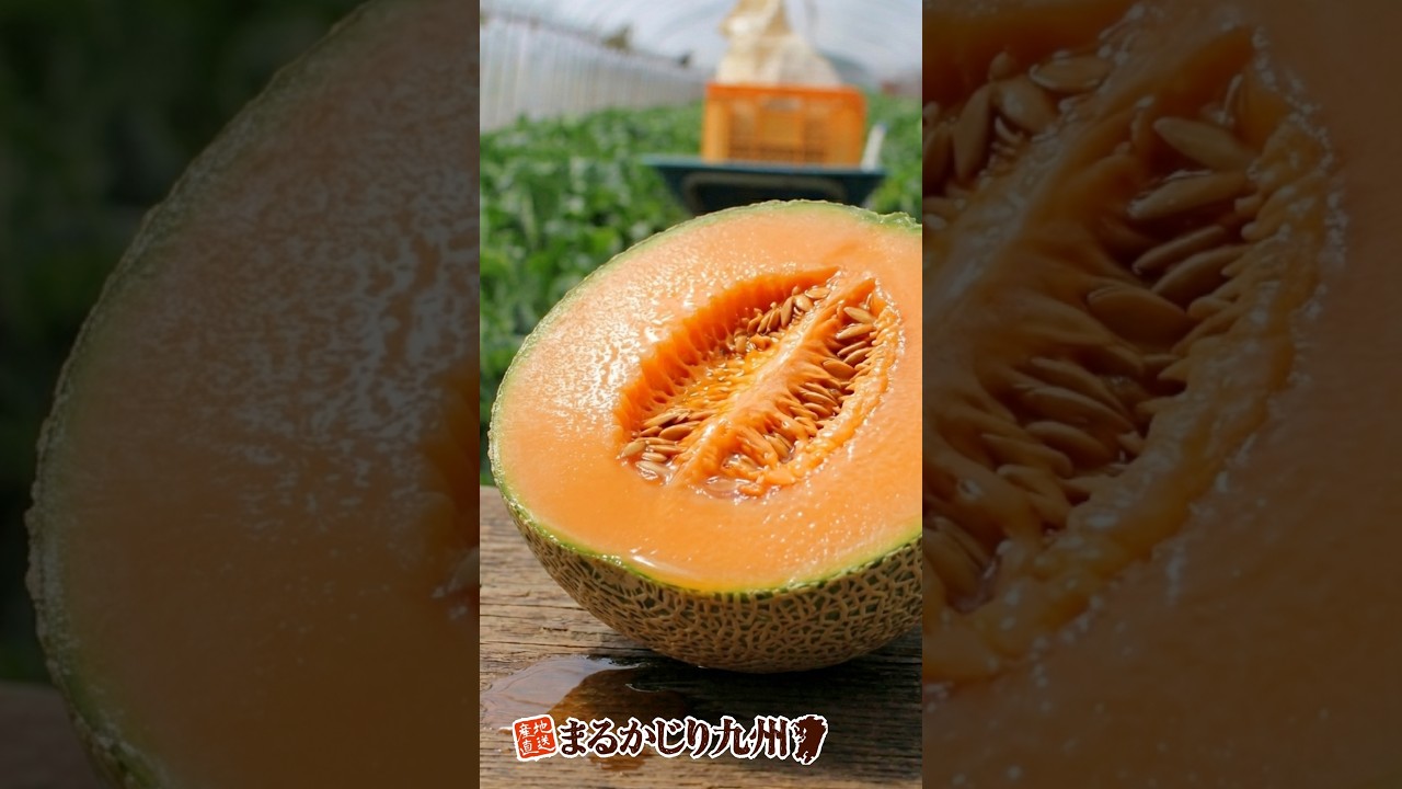 大玉赤メロン】赤肉メロン「マリアージュ」をはじめとした熊本県産の