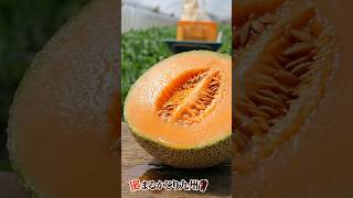大玉赤メロン】赤肉メロン「マリアージュ」をはじめとした熊本県産の