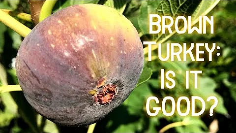 Brown Turkey: Is It Good?
