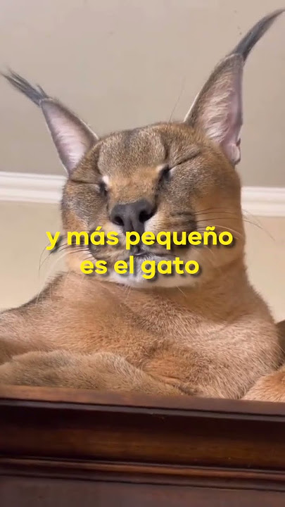 Big Floppa, el gato salvaje que se convirtió en un meme  En una casa  hogareña se encuentra la mascota más impresionante. Es Gosha, un caracal  domesticado. Juega y comparte con otros