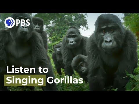 Did You Know Gorillas Can Sing?