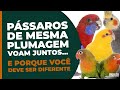 PÁSSAROS DE MESMA PLUMAGEM VOAM JUNTOS... (E PORQUE VOCÊ DEVE SER DIFERENTE) | #624