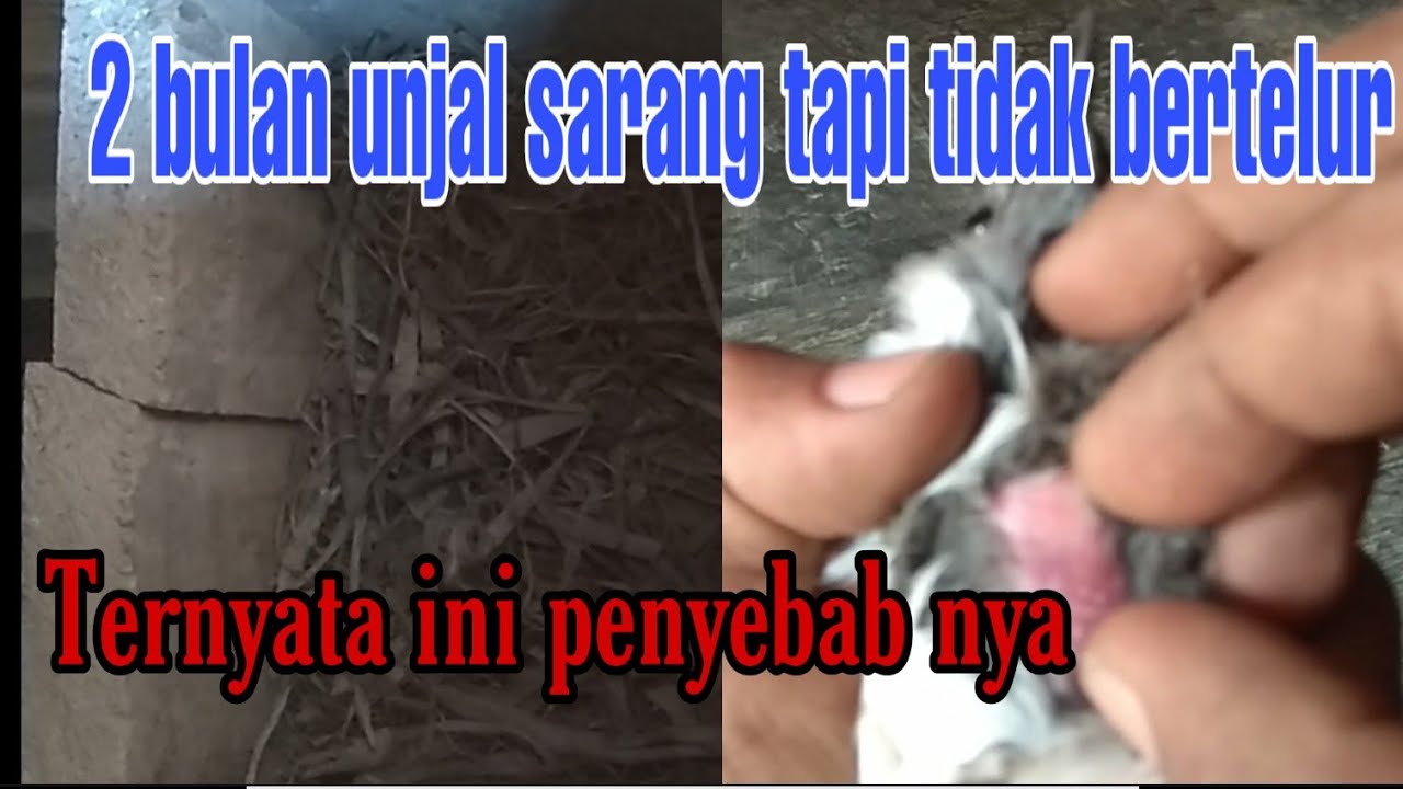 Solusi Kacer Tak Mau Bertelur 
