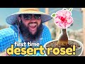 The PERFECT Beginner DESERT ROSE! | Simple Adenium Potting for First Time Growers!