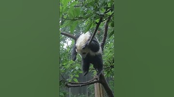 Monday mood #panda #lazy #doingnothing #sleeping #nature #wildlife #rain #tree #hanging