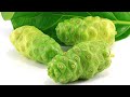 Economic benefits of  noni farming noni juice processing money making agric business