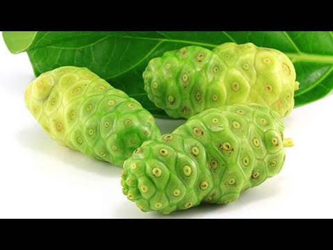 ⁣The Ghanaian Farmer: Economic Benefits Of || Noni Farming || Noni Juice Processing | 28 June 2021