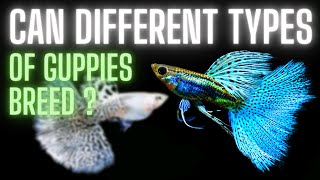 Guppy Fish Care Can Different Types Of Guppies Breed ?