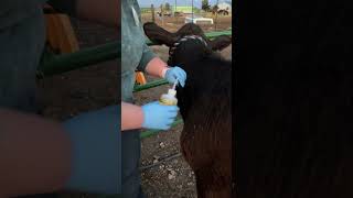 Penn Foster Vet Tech - Skill 37 - Ruminant SQ Inj
