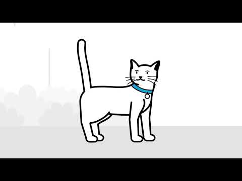 Wideo: Wyświetlanie bezpiecznych dla kotów bukietów – wskazówki dotyczące kwiatów przyjaznych kotom na bukiety