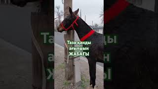 21.03.26 Таза қанды ағылшын жабағы