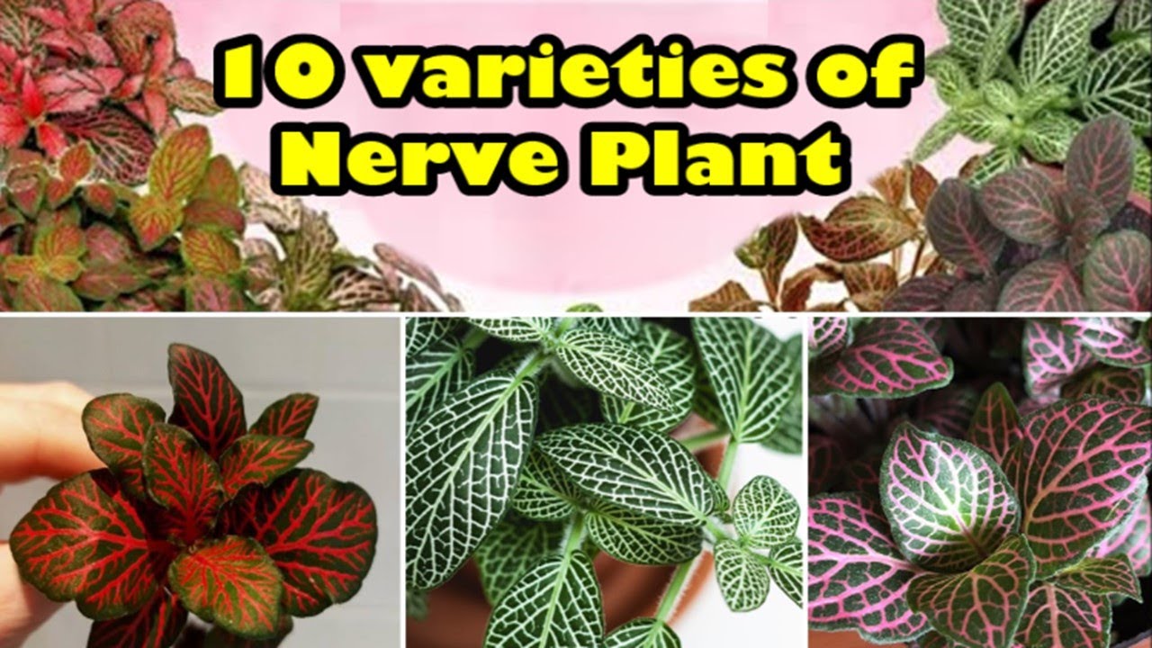 10 Varieties of Nerve Plant or Fittonia Plant YouTube