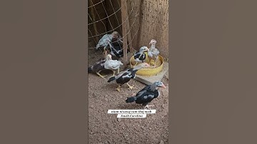 Mus Saib Qaib 8/21/2025