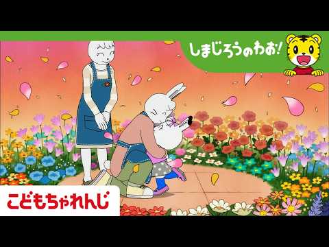 【16分アニメ】みみりんの　はなのたね│家族│花│しまじろうのわお！アニメ│しまじろうチャンネル公式