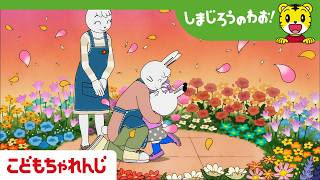 【16分アニメ】みみりんの　はなのたね│家族│花│しまじろうのわお！アニメ│しまじろうチャンネル公式