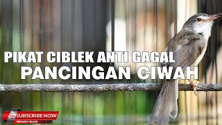 Download Lagu SUARA PIKAT CIBLEK PARI PALING DI CARI JERNIH ANTI ZONK UNTUK MIKAT DAN PANCINGAN EMOSI CIWAH MP3 Download Lagu SUARA PIKAT CIBLEK PARI PALING DI CARI JERNIH ANTI ZONK UNTUK MIKAT DAN PANCINGAN EMOSI CIWAH MP3