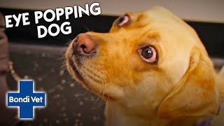 Dogs Looks Permanently Shocked With His Protruding Eyes | Bondi Vet